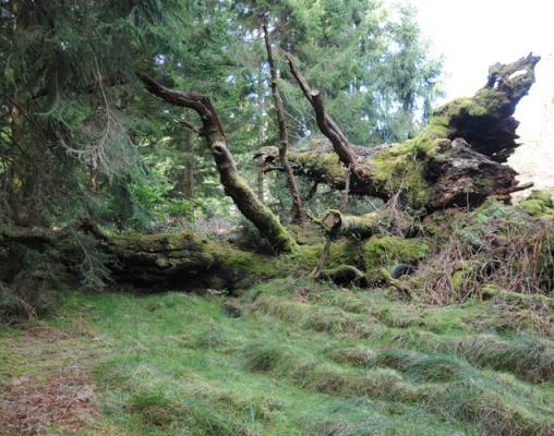 Fallen giant oak (Quercus robur) estimated to be 1,000 years old before death. Gelli Aur, Carmarthenshire.